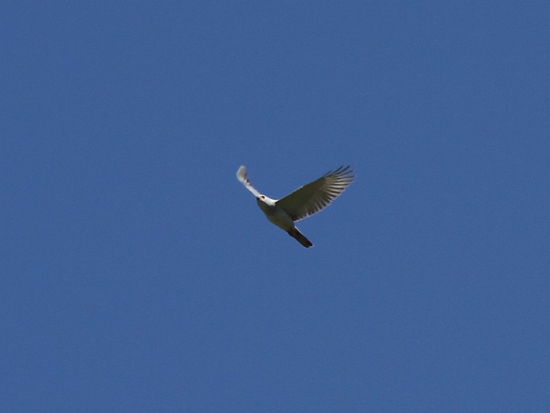 Mick_Grey_Goshawk.JPG