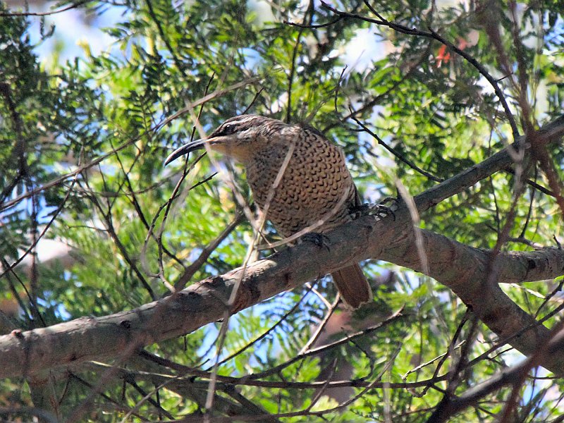Mick_female_Paradise_Riflebird.JPG