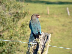 4740_Dollarbird