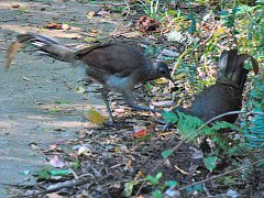 4766_Lyrebirds