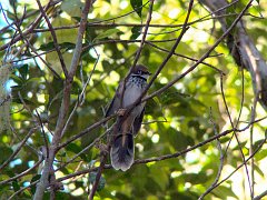 4774_Rufous_Fantail