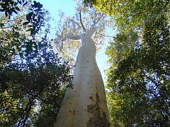 4780_Sydney_Blue_Gum