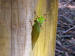 4790_Green_Grocer_Cicada