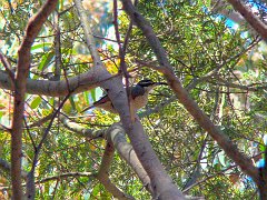 4801_Female_Paradise_Riflebird