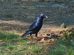 4834_Male_Satin_Bowerbird