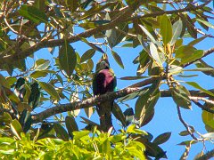 4848_Wompoo_Fruit-Dove