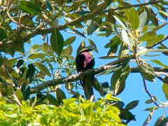 4849_Wompoo_Fruit-Dove