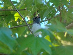 4871_Male_Leaden_Flycatcher