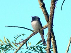 4879_Male_Leaden_Flycatcher