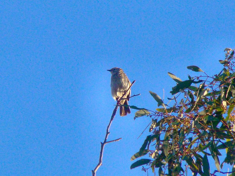 5017_Mystery_bird.JPG