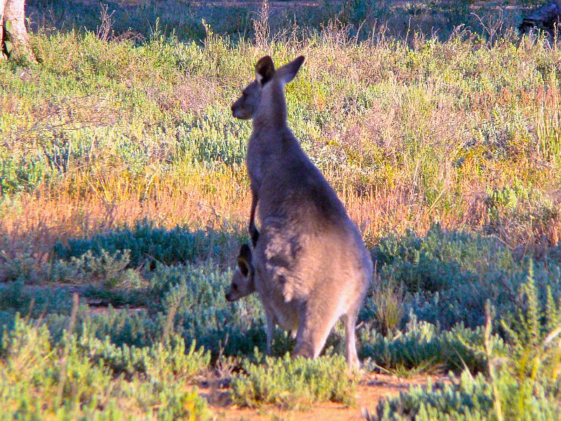 5018_Mother_kangaroo_and_joey.JPG