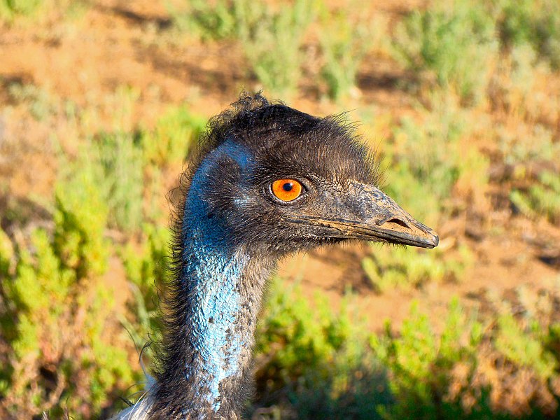 5027_Emu_closeup.JPG