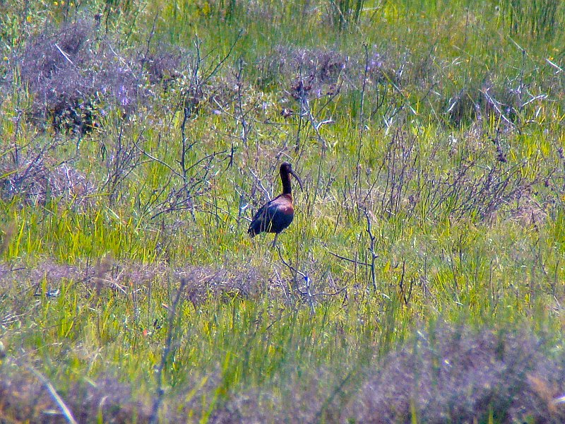 5034_Glossy_Ibis.JPG
