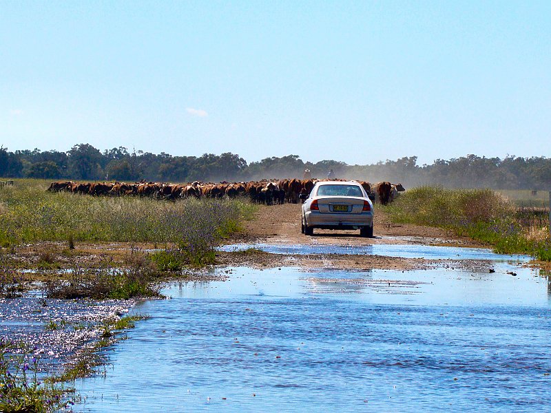 5045_Blocked_by_cattle.JPG