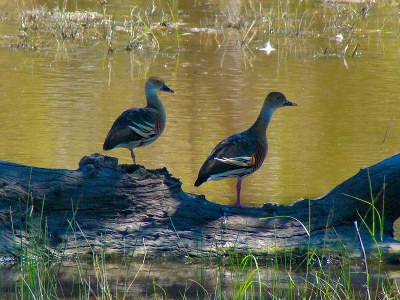 5055_Plumed_Whistling_Ducks.JPG