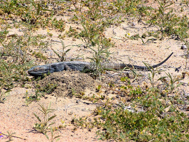 5065_Lizard.JPG