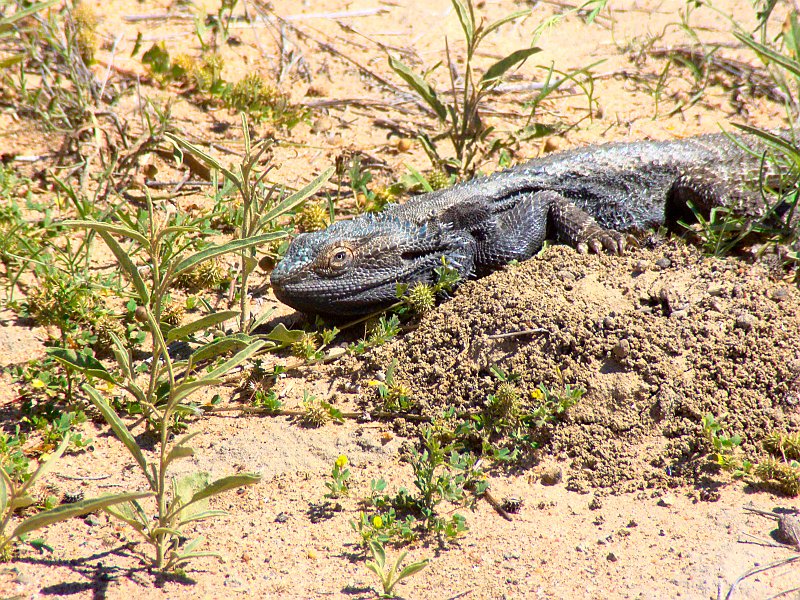 5067_Lizard.JPG
