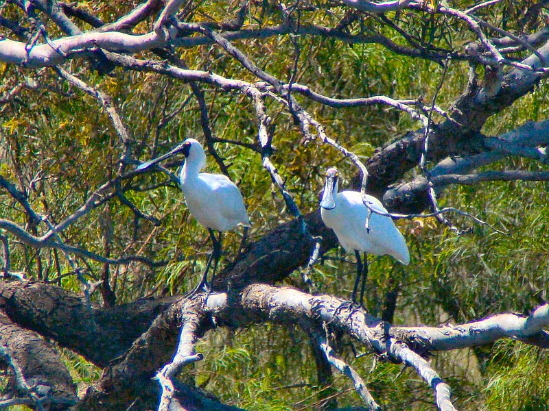 5095_Royal_Spoonbills.JPG