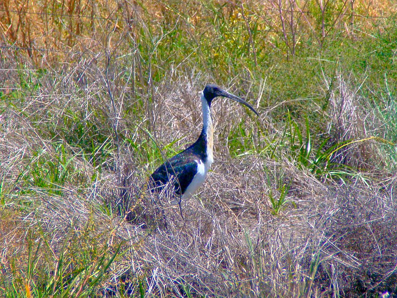 5105_Straw-necked_Ibis.JPG