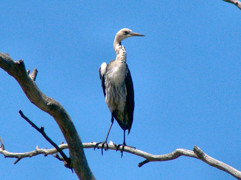 5110_White-necked_Heron.JPG