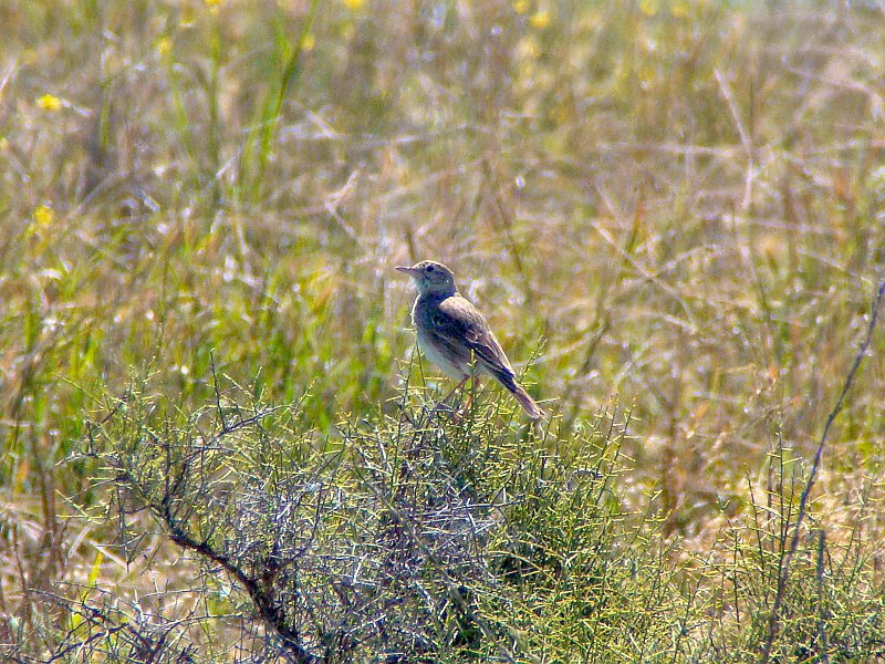 5122_Australian_Pipit.JPG