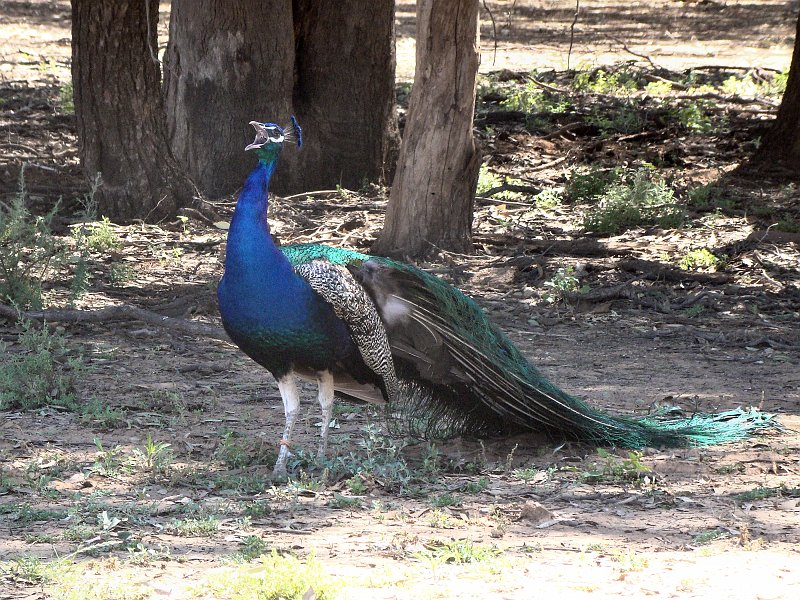 5138_Peacock_calling.JPG