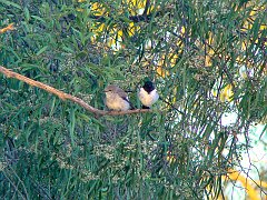 5004_Female_and_male_Hooded_Robins