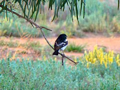 5008_Male_Hooded_Robin
