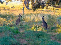 5010_Kangaroos