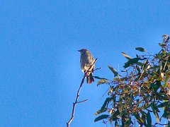 5017_Mystery_bird