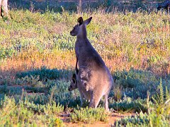 5018_Mother_kangaroo_and_joey