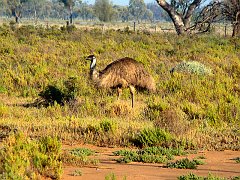 5023_Emu