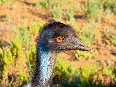 5027_Emu_closeup