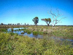5031_Macquarie_Marshes