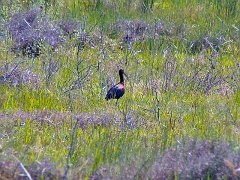 5034_Glossy_Ibis