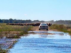 5045_Blocked_by_cattle