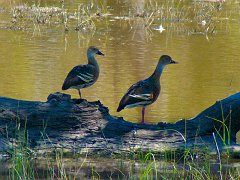 5055_Plumed_Whistling_Ducks
