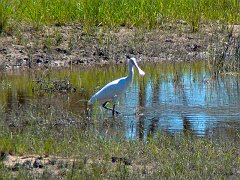 5057_Yellow-billed_Spoonbill