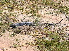 5065_Lizard