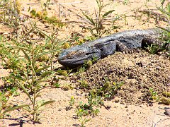 5067_Lizard