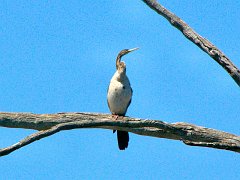 5069_Darter