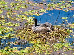 5082_Australasian_Grebe_and_chicks