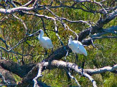 5095_Royal_Spoonbills