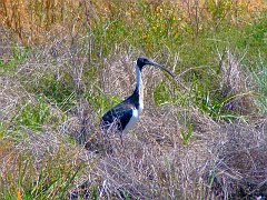 5105_Straw-necked_Ibis
