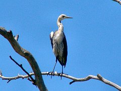 5110_White-necked_Heron