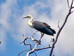 5112_White-necked_Heron