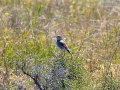 5122_Australian_Pipit