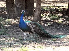 5138_Peacock_calling