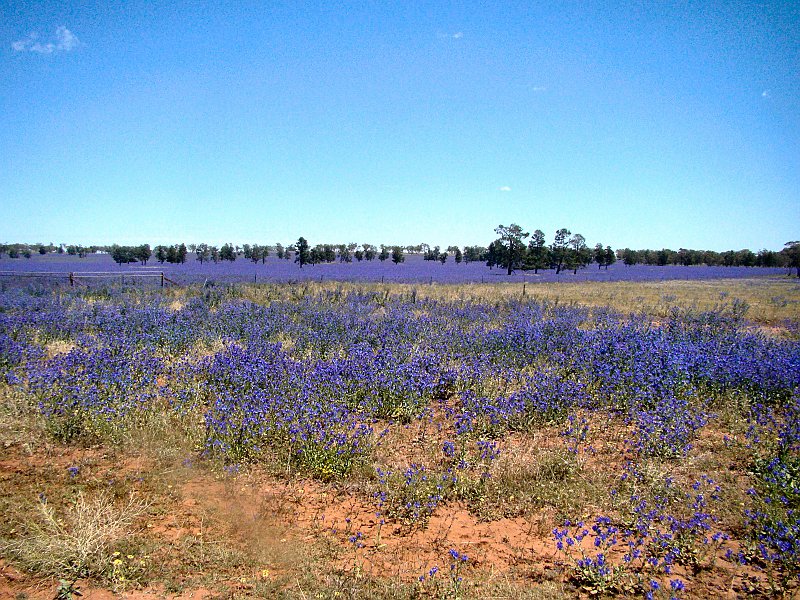 5166_Sea_of_Blue-purple_flowers.JPG