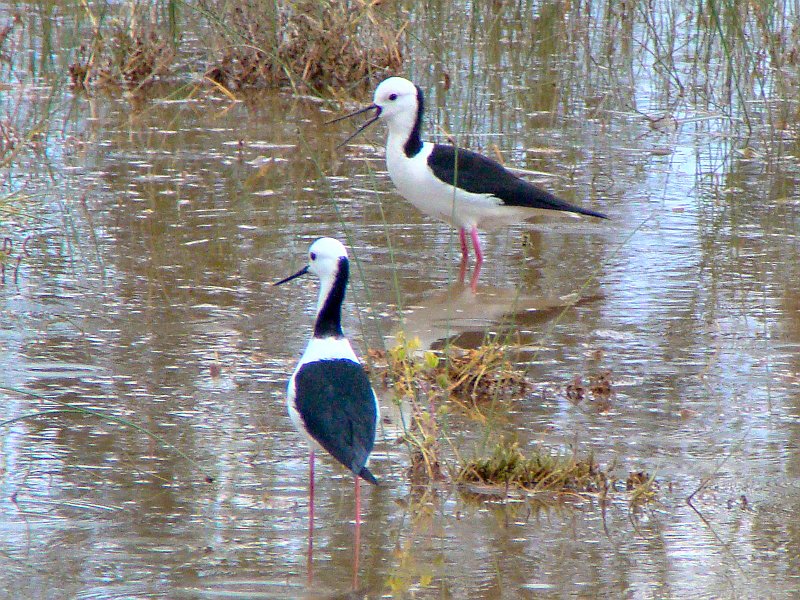 5176_Black-winged_Stilts.JPG